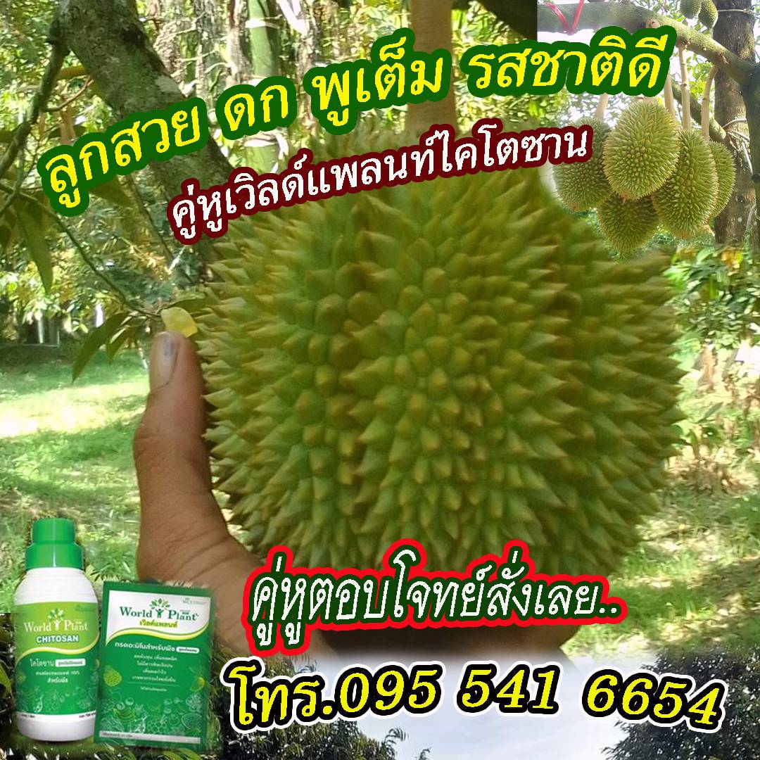 worldplant สวนทุเรียนใช้
