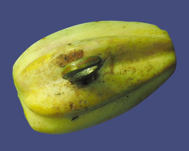 ขายแล้ว*39807 เครื่องราง เม็ดมะเฟื่องเเห้ง แกะเก่า ห่วงทองเหลืองทำมือ ไม่ทราบที่และปีสร้าง 12