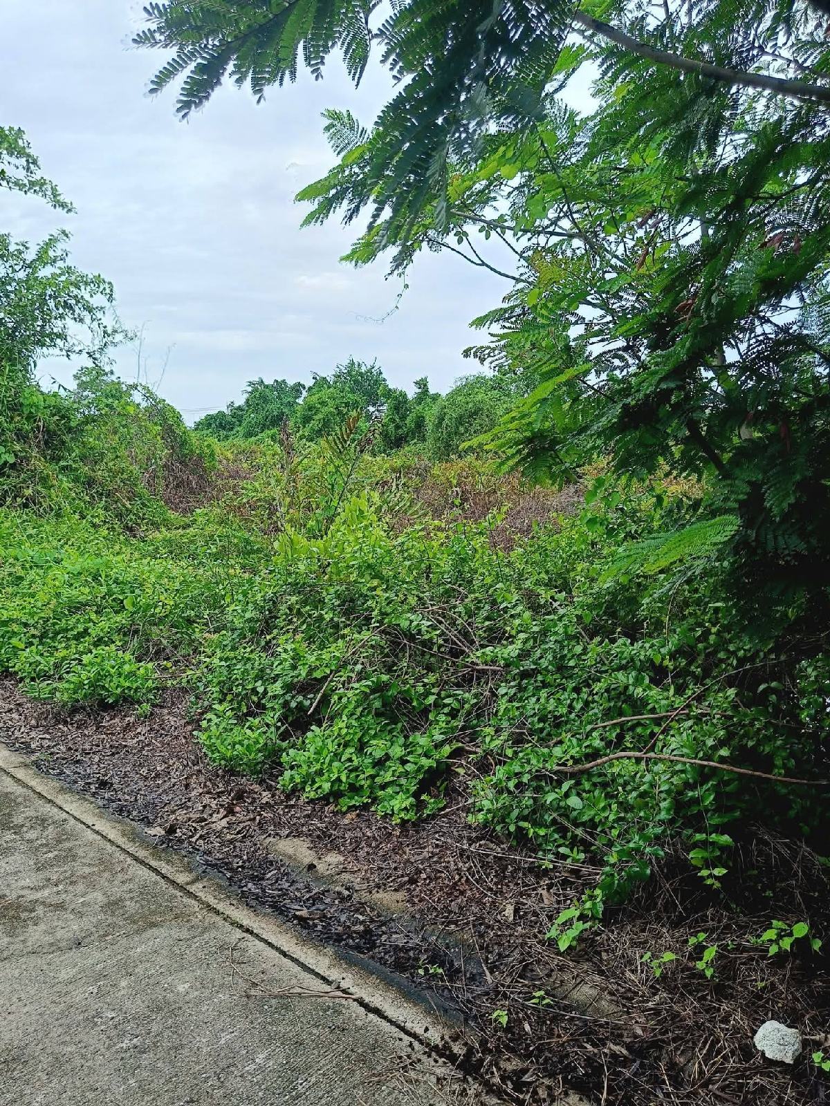 ขายที่ดิน บางปะกง 60 ตรว | ขายที่ดินฉะเชิงเทรา