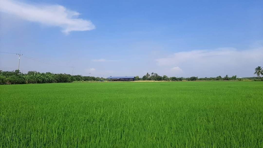 ที่ดินที่นา พื้นที่ 11-1-90 ไร่ สามชุก สุพรรณบุรี