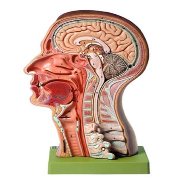 Model of the Head