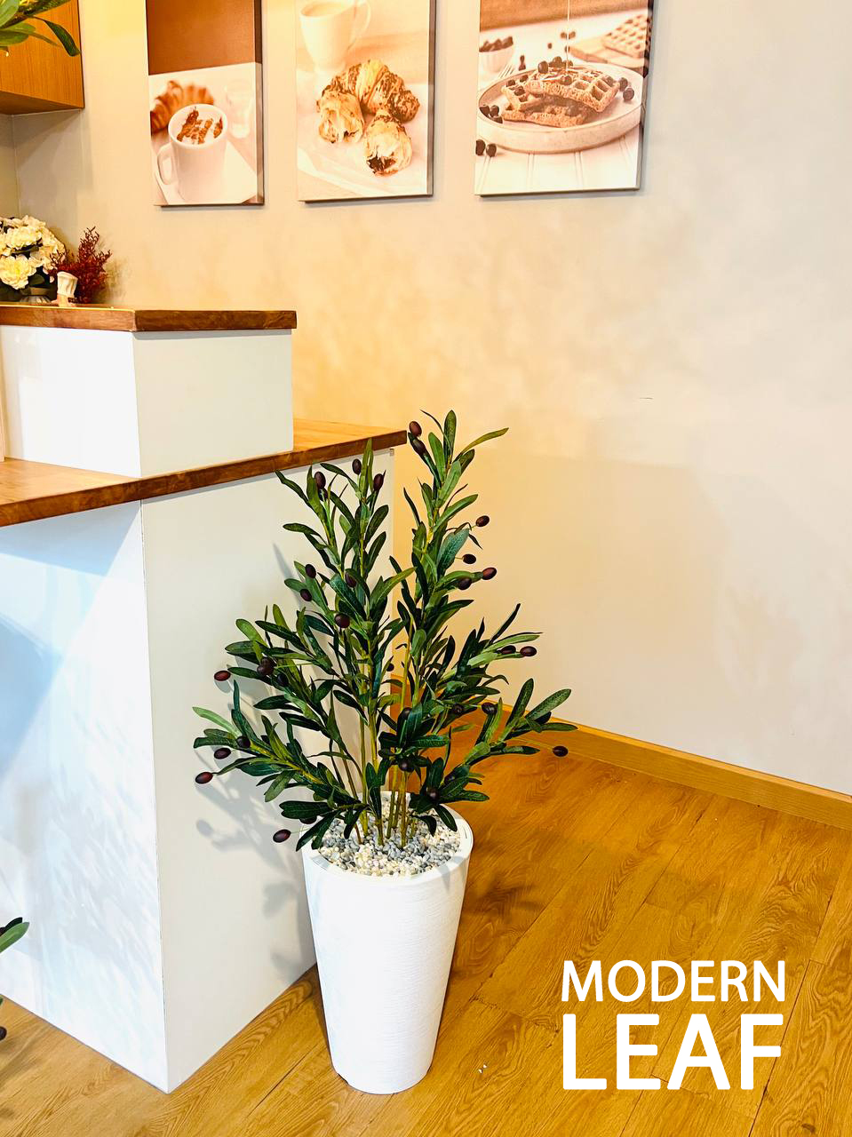 ต้นโอลีฟปลอม หรือต้นมะกอกดำปลอม สูง 1 เมตร