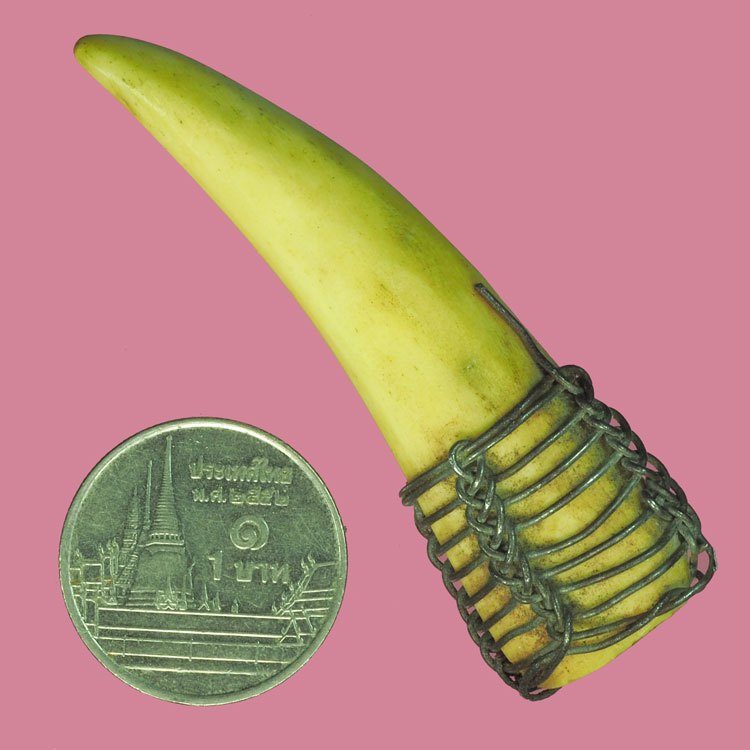 *37929 เขี้ยว ถักลวดพอมีอายุ ไม่ทราบที่และปีสร้าง 12