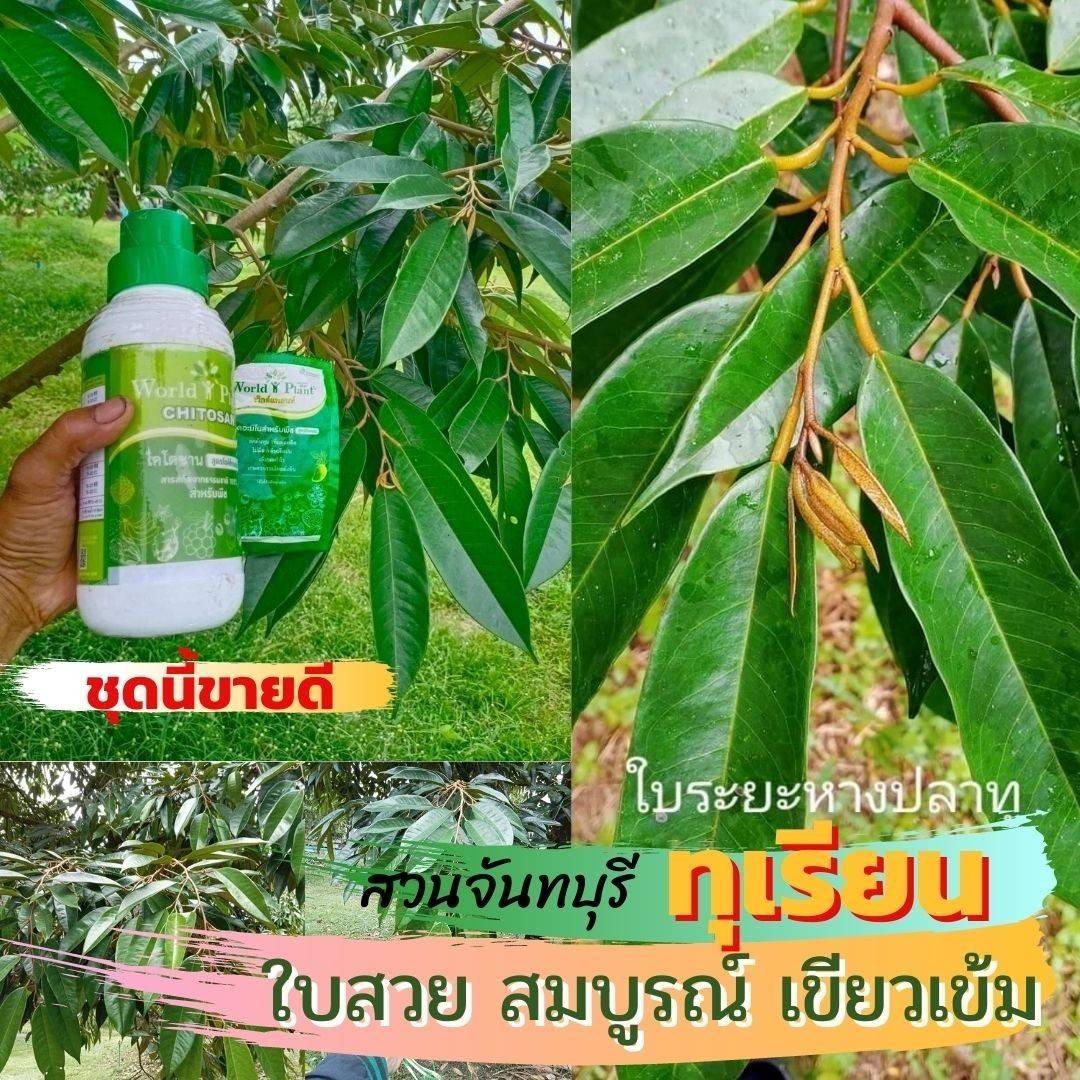 ทุเรียนใบเงาใช้ดวิลด์แพลนท์