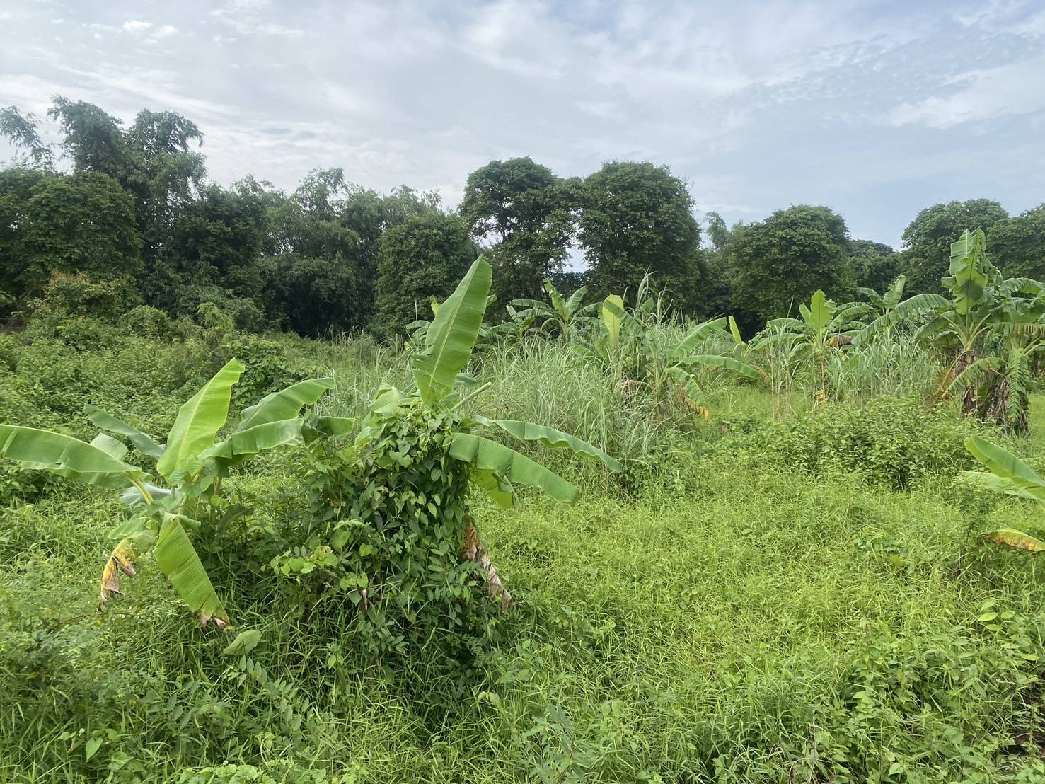 ขายที่ดินติดคลอง ราชสาส์น 3 ไร่ 1 งาน 40 ตรว. | เจ้าของขายเอง | ทำบ้านสวน ที่ดินฉะเชิงเทรา