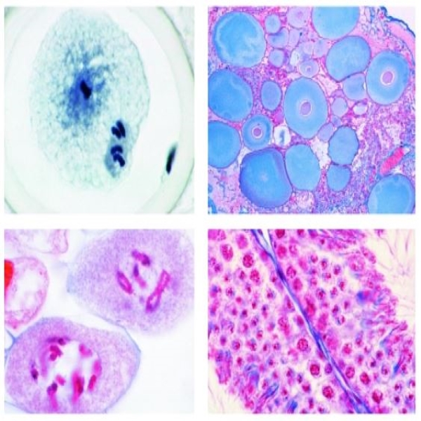 Set of Genetic Slides, 25 Microscope Slides