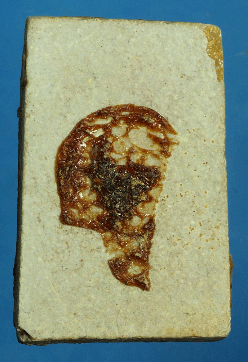 *27622 พระสมเด็จปรกโพธิ์เนื้อผงน้ำมัน ไม่ทราบที่และปีสร้าง 9