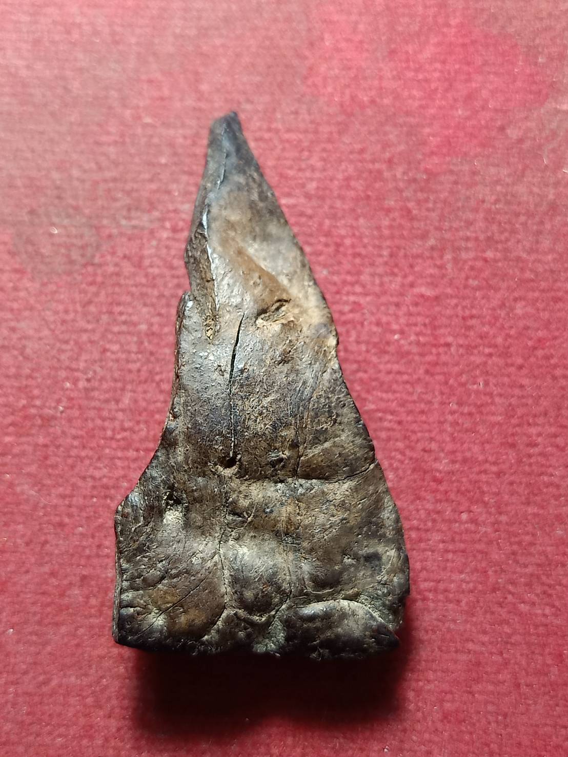 พระว่านจำปาสัก สปป.ลาว (SKU-12129)