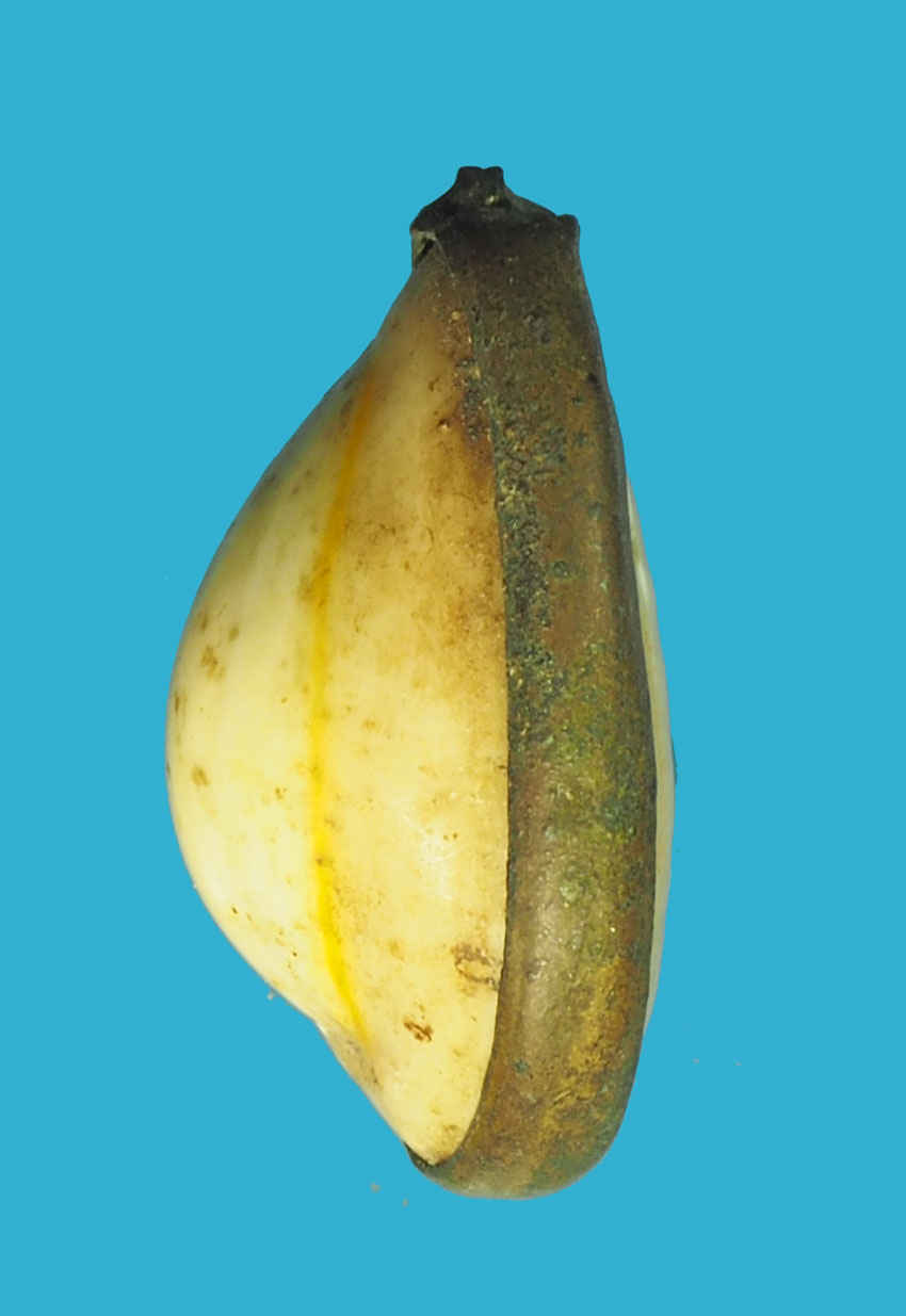 ขายแล้ว*32859เบี้ยจั่นอธิษฐาน แม่ชีบุญเรือนวัดอาวุธ กรุงเทพ(ขายแล้ว)12