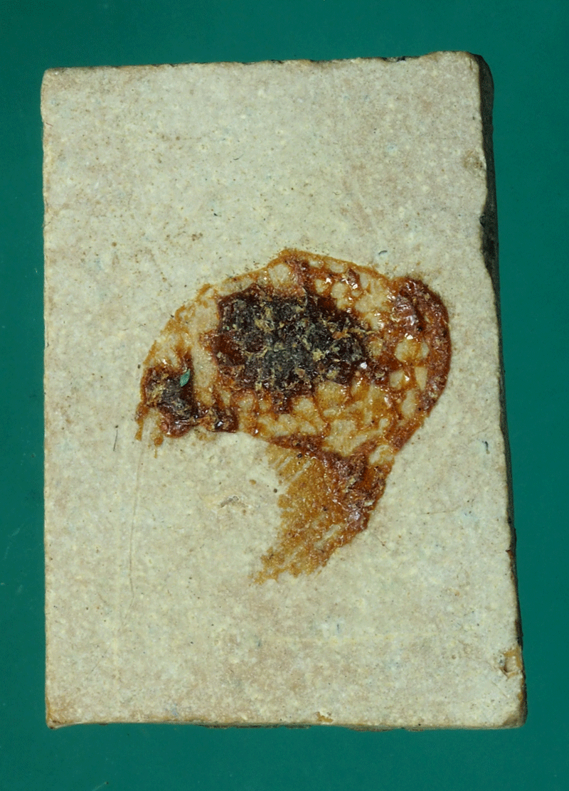 *27738 พระพุทธปางปฐมเทศนา เนื้อผงน้ำมัน ไม่ทราบที่และปีสร้าง 9