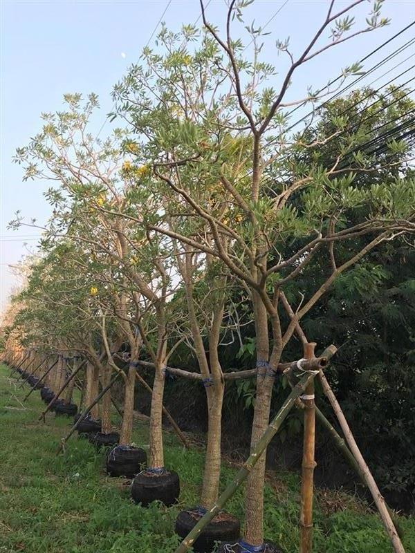 เหลืองเชียงราย
