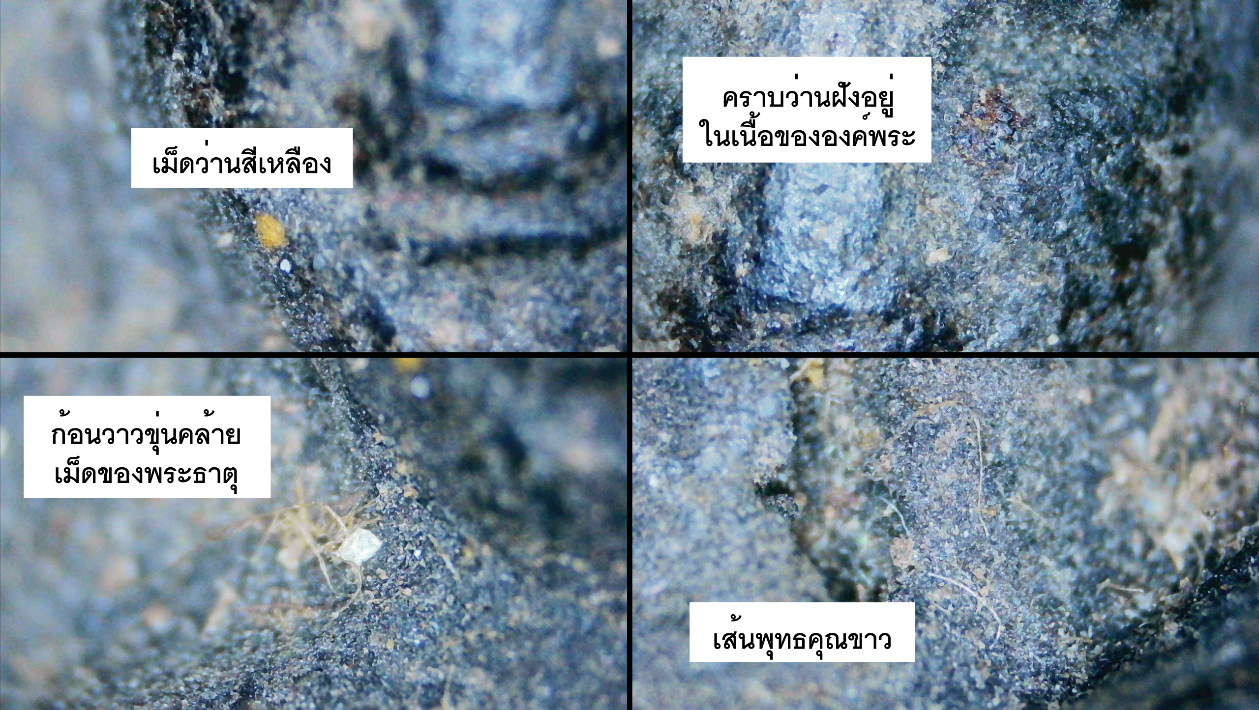 พระเนื้อว่านหลวงพ่อวัดทุ่งคา หลังยันต์ ปี 2505