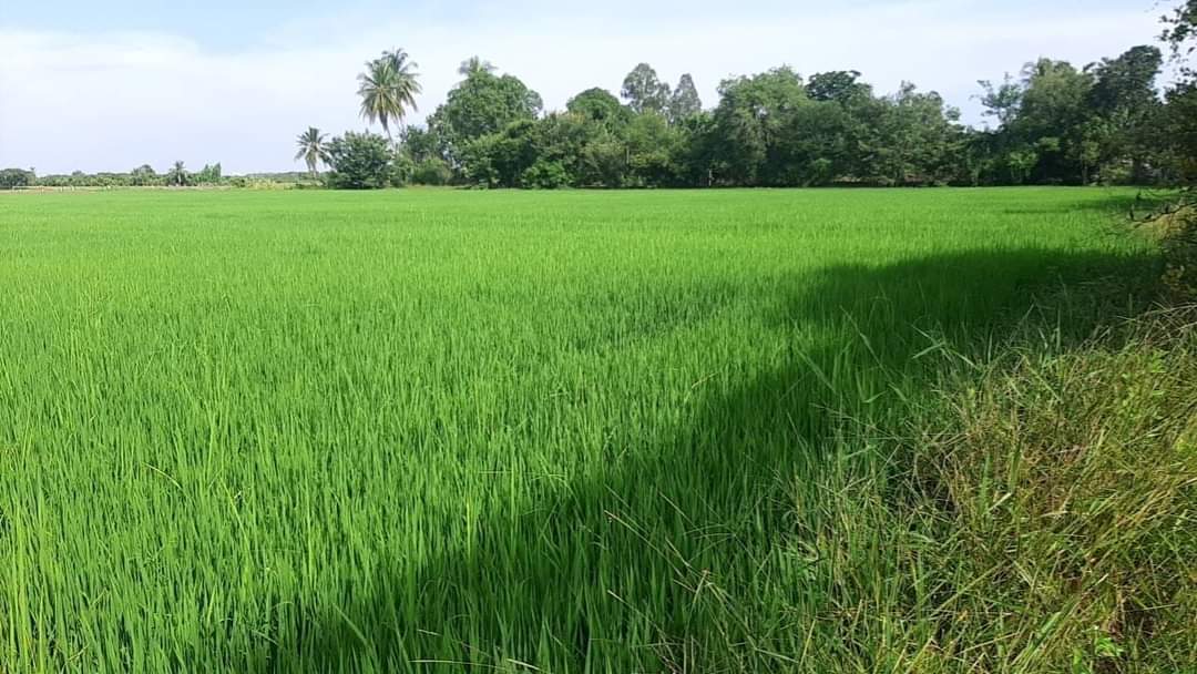 ที่ดินที่นา พื้นที่ 11-1-90 ไร่ สามชุก สุพรรณบุรี