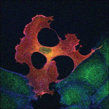 F1804 Monoclonal ANTI-FLAG® M2 antibody produced in mouse