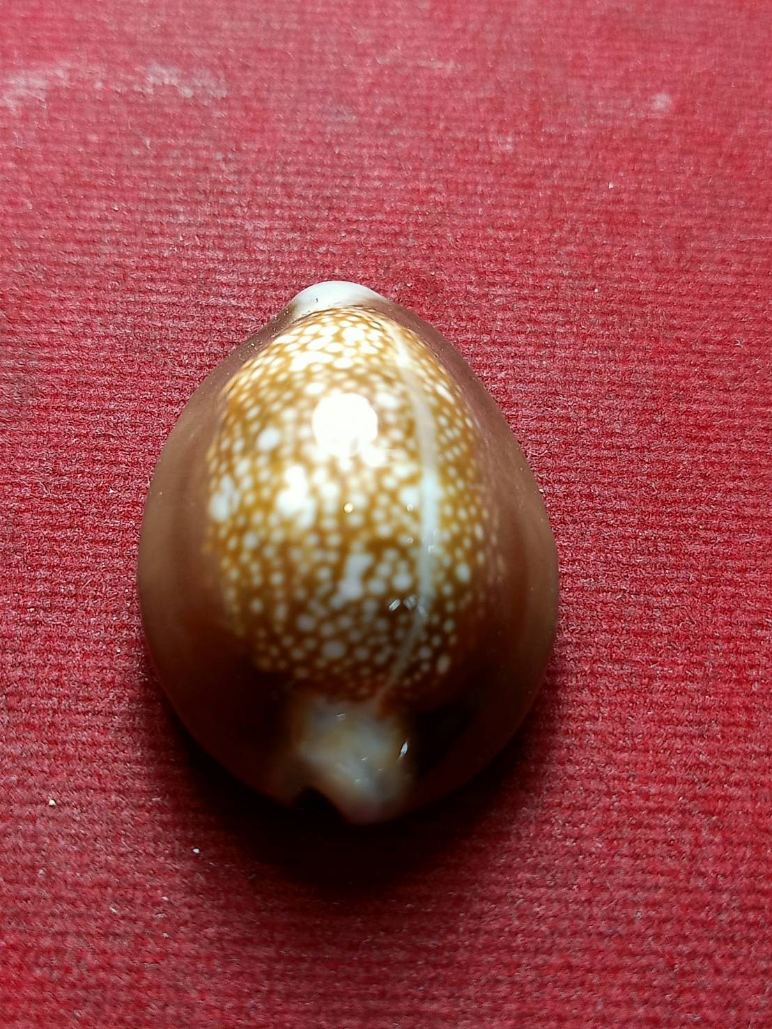 เบี้ยแก้ โชคดี ร่ำรวย ปลอดภัย วัดตลาดใหม่ จ.อ่างทอง พร้อมกล่อง (SKU-12978)