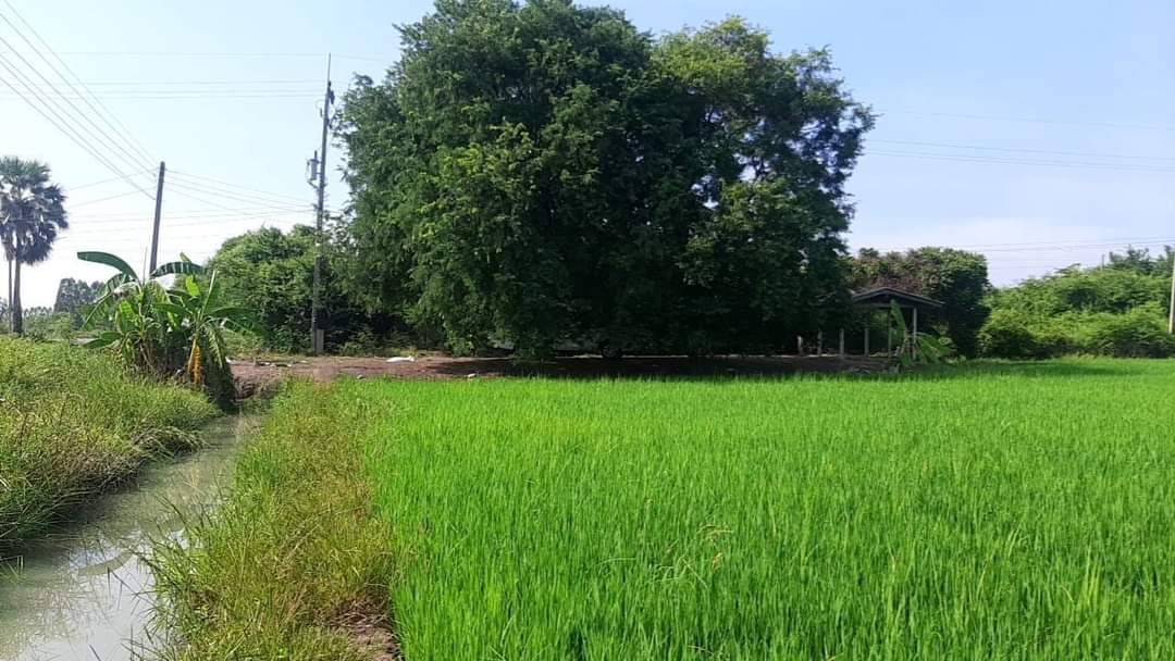 ที่ดินที่นา พื้นที่ 11-1-90 ไร่ สามชุก สุพรรณบุรี