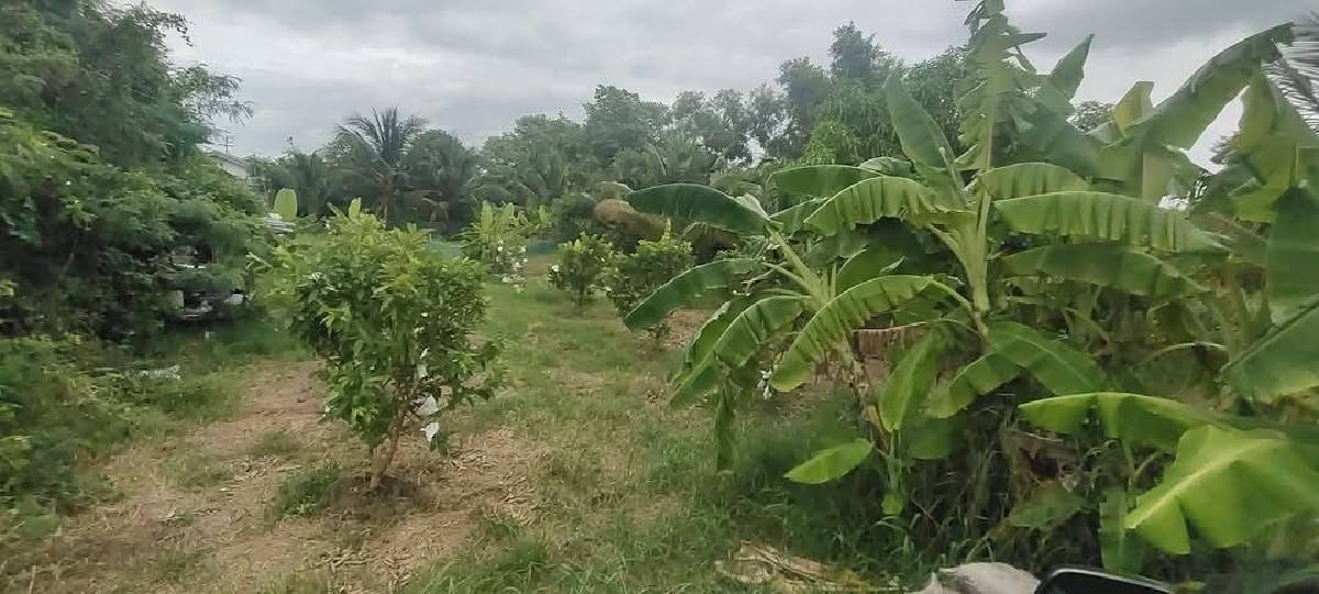 ขายที่ดิน 289 ตร.วา เมืองฉะเชิงเทรา | ใกล้วัดสมาน–วัดโสธร | เจ้าของขายเอง