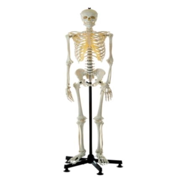 Artificial Human Skeleton
