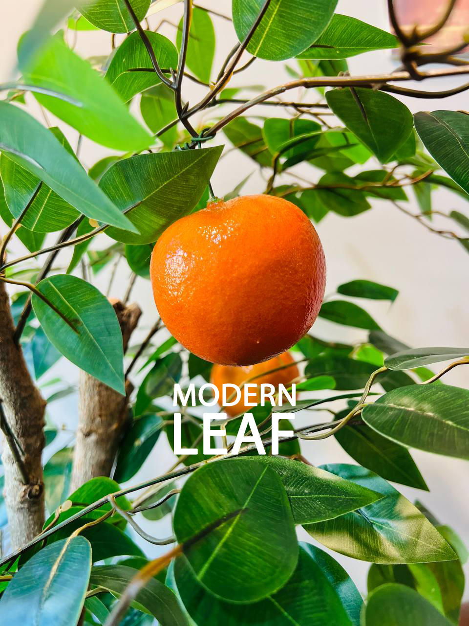 ต้นส้มมงคลเศรษฐีปลอม ขนาดความสูง 1.5 เมตร