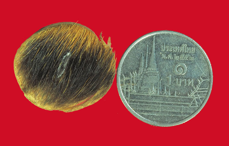 *32876 หนังเสือเก่าแห้ง ไม่ทราบอาจารย์ สันนิฐานว่าน่าจะหลุดมาจากตลับยาหม่อง 12