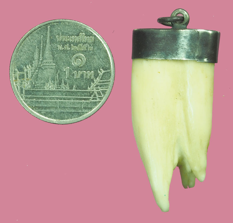 *38329 เขี้ยวเลี่ยมจับขอบเงิน พอมีอายุ ไม่ทราบที่ 12