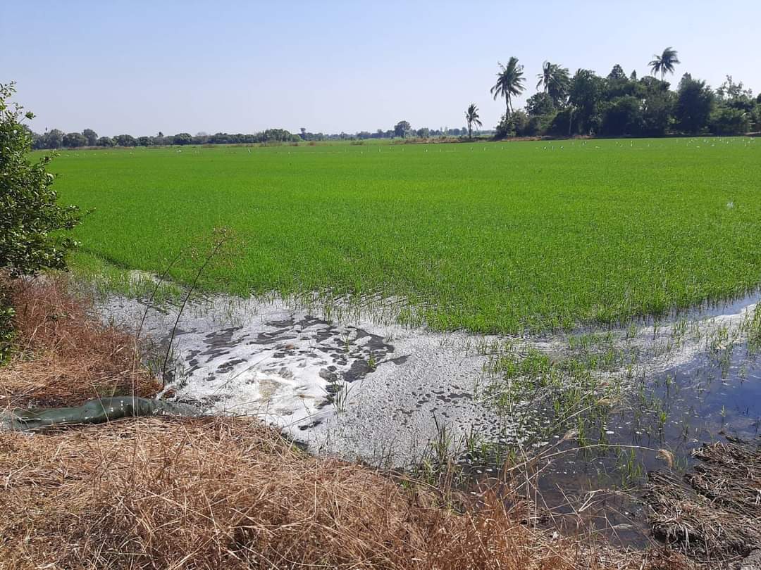 ที่ดินที่นา พื้นที่ 11-1-90 ไร่ สามชุก สุพรรณบุรี