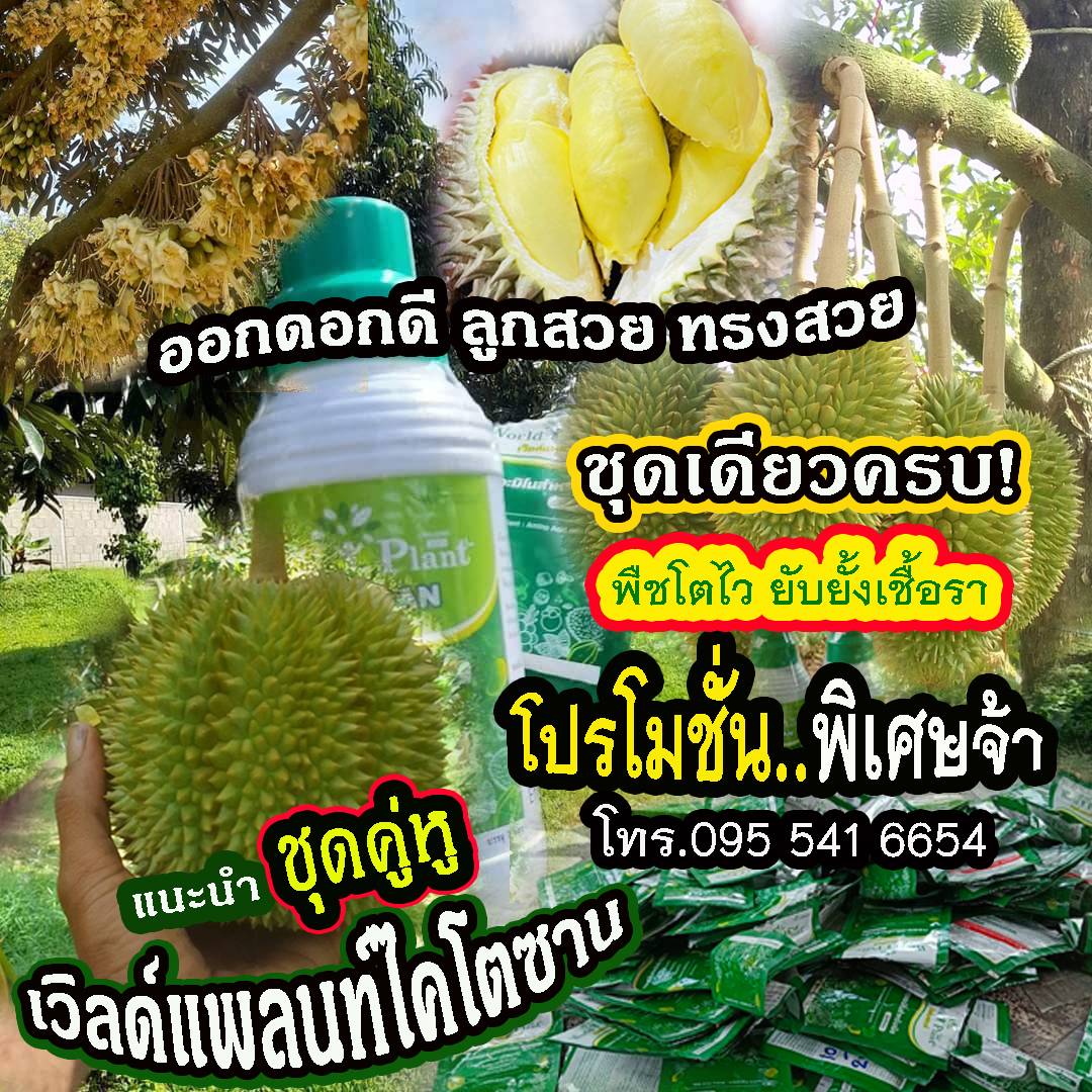 สวนทุเรียนใช้เวิลด์แพลนท์