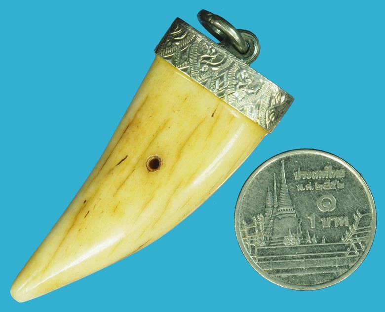 ขายแล้ว*37539 เขี้ยว เจาะบริเวณตรงกลาง เก่าพอมีอายุ เลี่ยมจับขอบเงิน 12