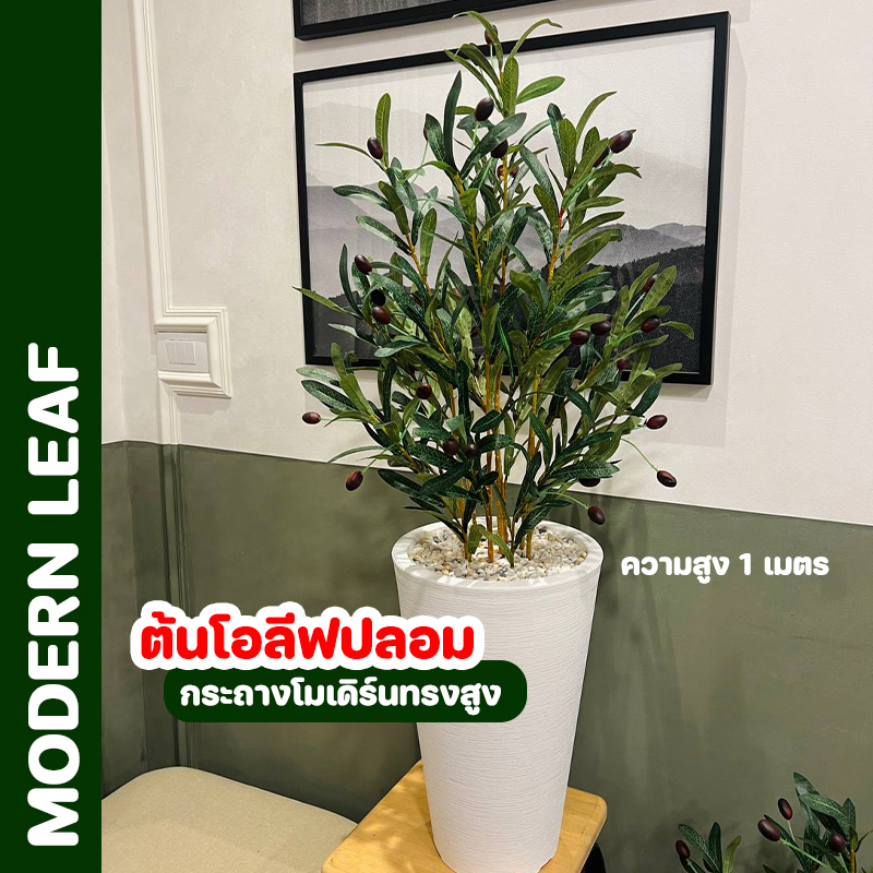 ต้นโอลีฟปลอม หรือต้นมะกอกดำปลอม สูง 1 เมตร