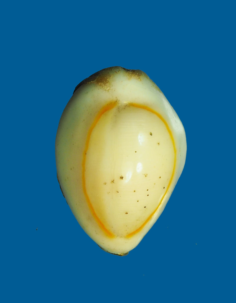 *31184 เบี้ยแกอุดชันโรง ลงทองไม่ทราบที่และปีสร้าง 12