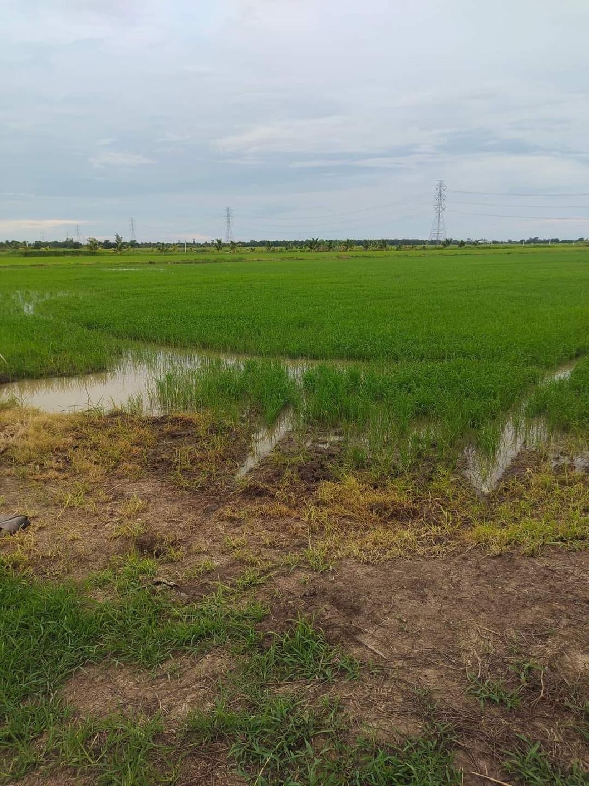 ขายที่ดินฉะเชิงเทรา 3 ไร่ 66 วา | บางน้ำเปรี้ยว–โยธะกา เจ้าของขายเอง