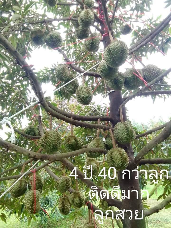 เวิลด์แพลนท์ทุเรียนพูสวย