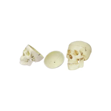แบบจำลองหัวกะโหลกผู้ใหญ่ (Model of Adult Skull)