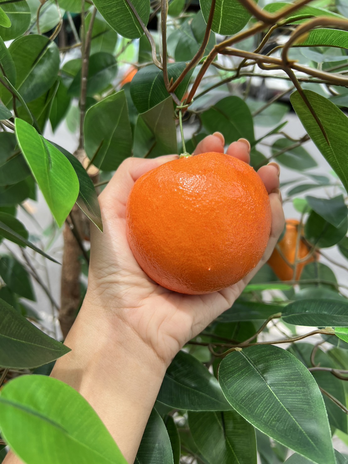 ต้นส้มมงคลเศรษฐีปลอม ขนาดความสูง 1.5 เมตร