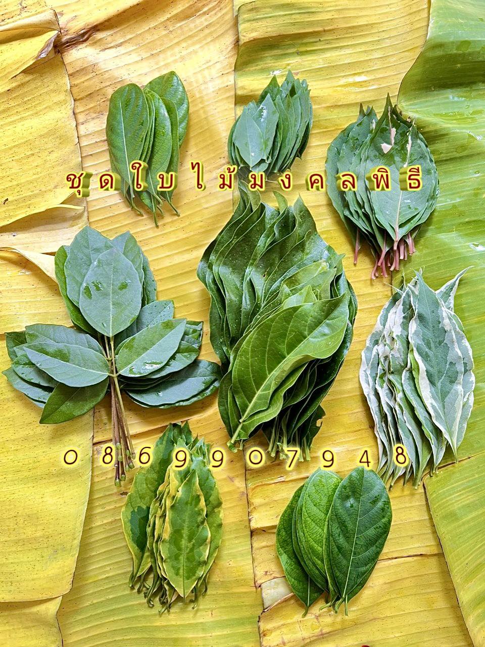 ชุดใบไม้มงคล 7ชนิด ยกเสาเอก-เสาโท