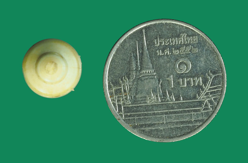 *32570 จำปีแกะ ถอดเป็นพระสิวลี ไม่ได้ เก่าไม่ทราบที่ 12