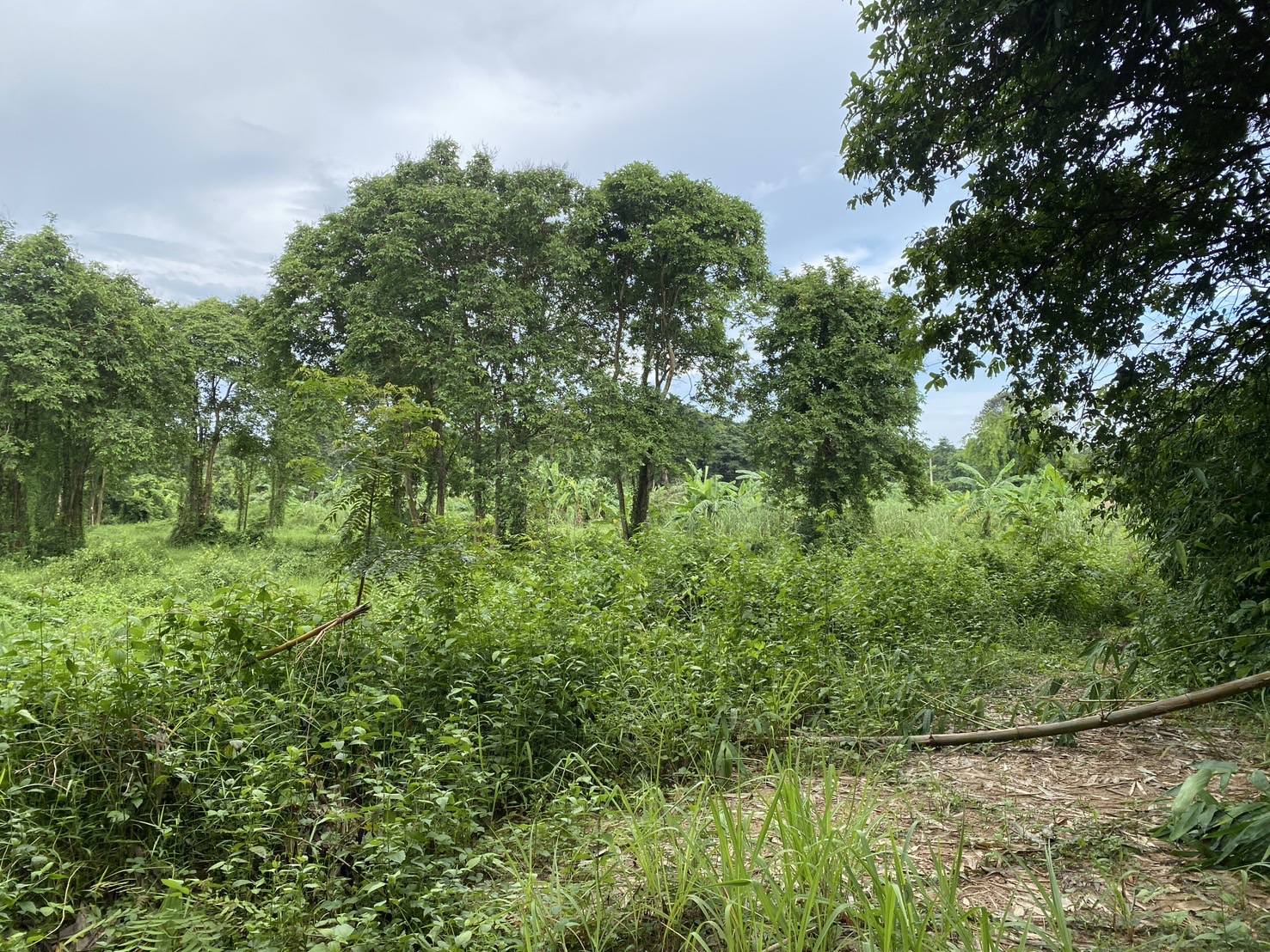 ขายที่ดินติดคลอง ราชสาส์น 3 ไร่ 1 งาน 40 ตรว. | เจ้าของขายเอง | ทำบ้านสวน ที่ดินฉะเชิงเทรา