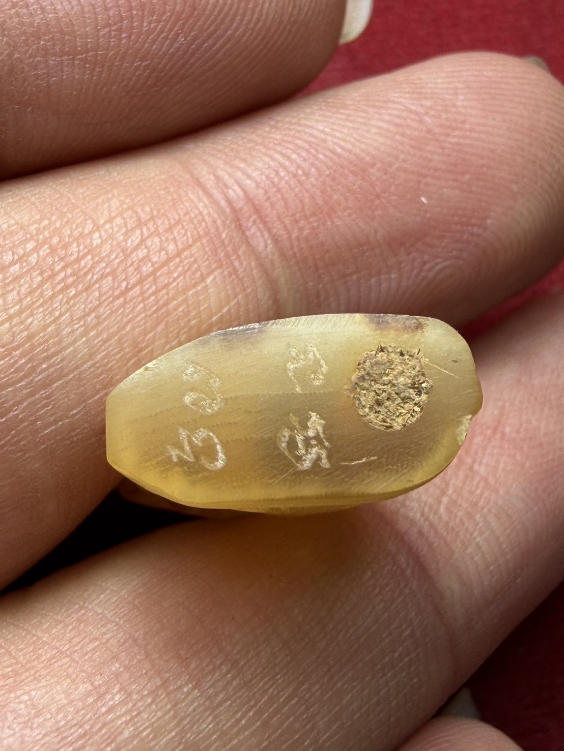 สิงห์เขาแกะ ไม่ทราบที่ (SKU-13154)