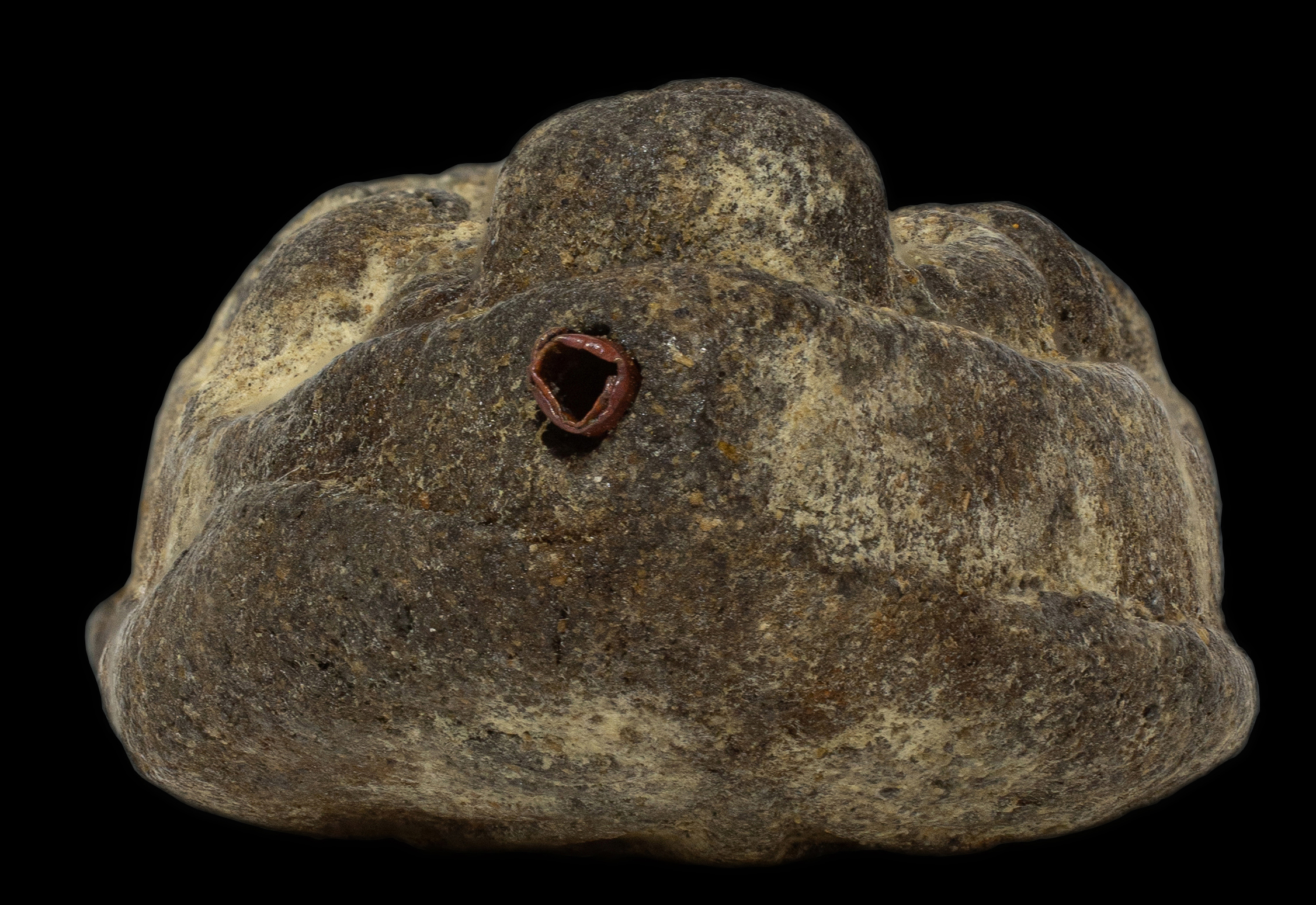 หลวงปู่ทวดเนื้อว่านหลังเจดีย์ รุ่นแจกกรรมการ ฝังตะกรุด 9 ดอก อาจารย์นองวัดทรายขาว ปลุกเสกพิธีใหญ่ ปี 2535