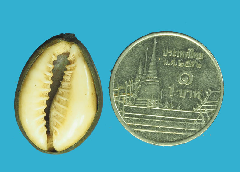 ขายแล้ว*32859เบี้ยจั่นอธิษฐาน แม่ชีบุญเรือนวัดอาวุธ กรุงเทพ(ขายแล้ว)12