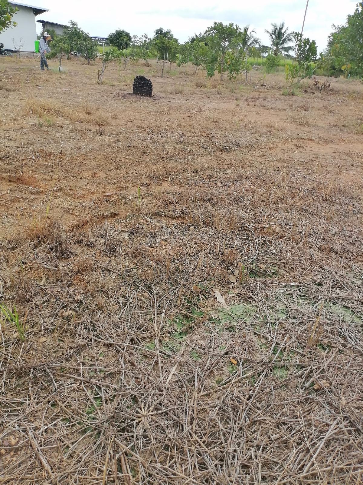 ขายที่ดินฉะเชิงเทรา 1 ไร่ 3 งาน | ติดถนน 60 ม. น้ำไม่ท่วม วิวสวย เจ้าของขายเอง