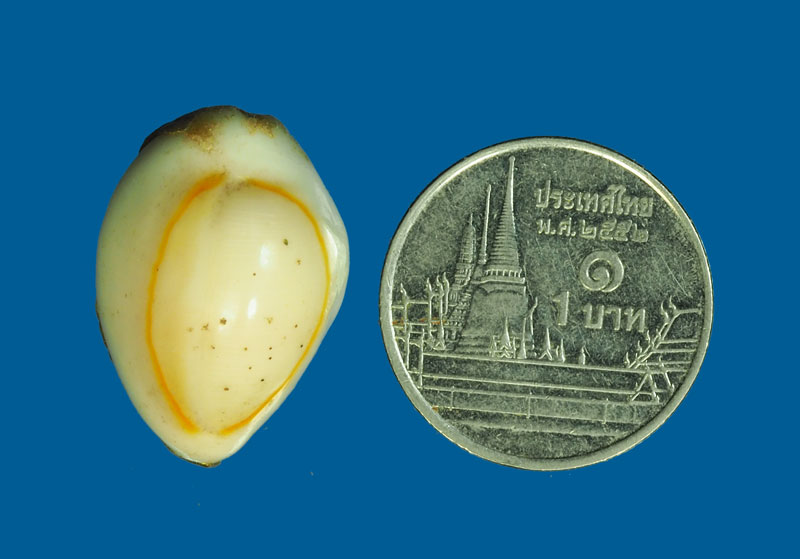 *31184 เบี้ยแกอุดชันโรง ลงทองไม่ทราบที่และปีสร้าง 12