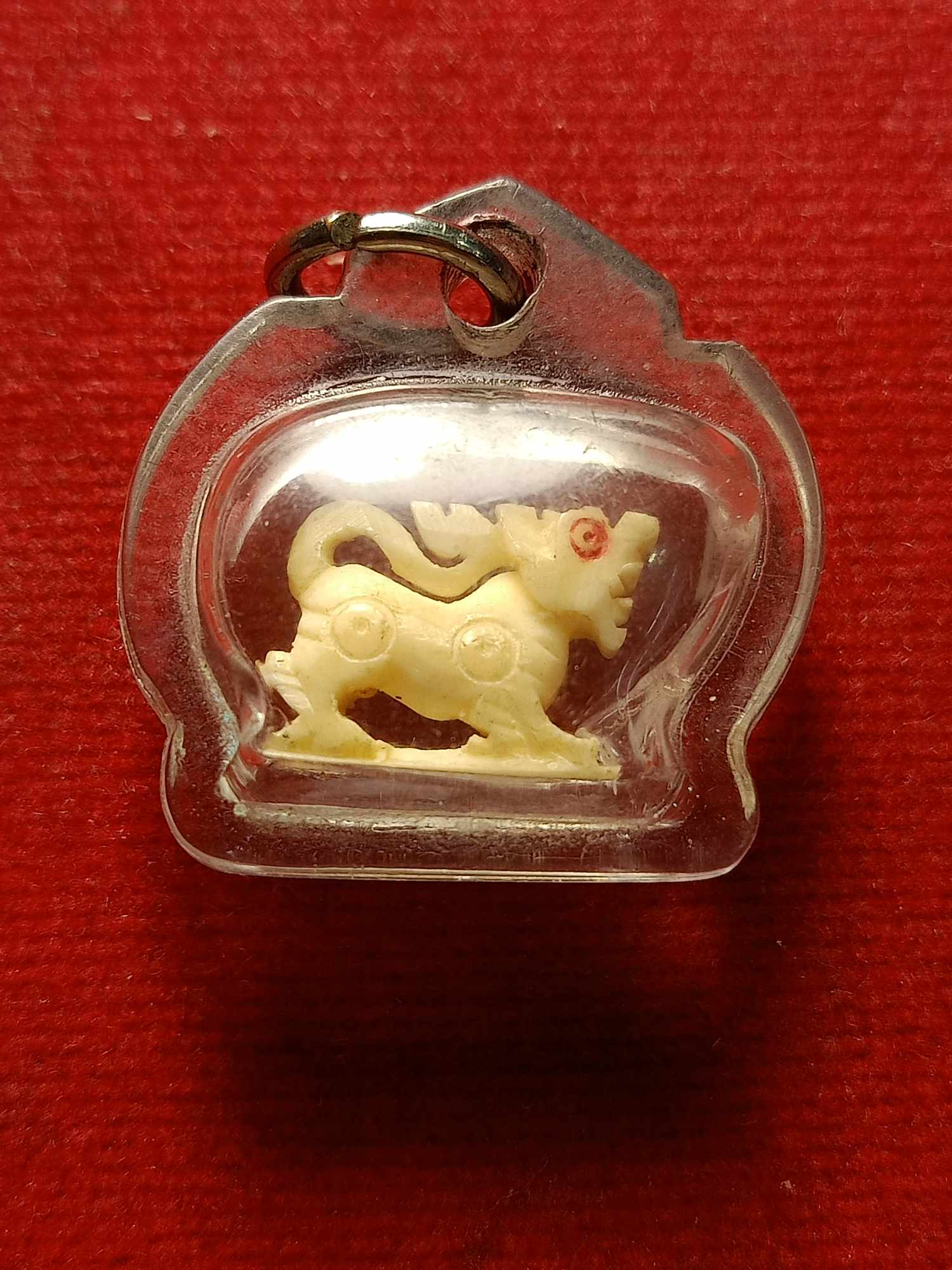 สิงห์งาแกะ ไม่ทราบที่ (SKU-04389)