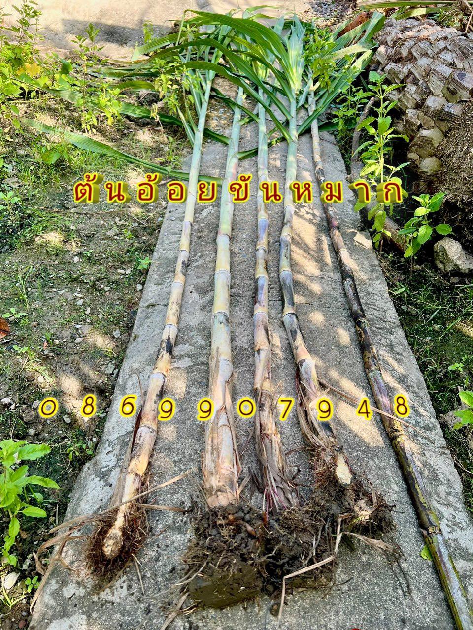 ต้นอ้อย (ขันหมาก) (5ลำ)