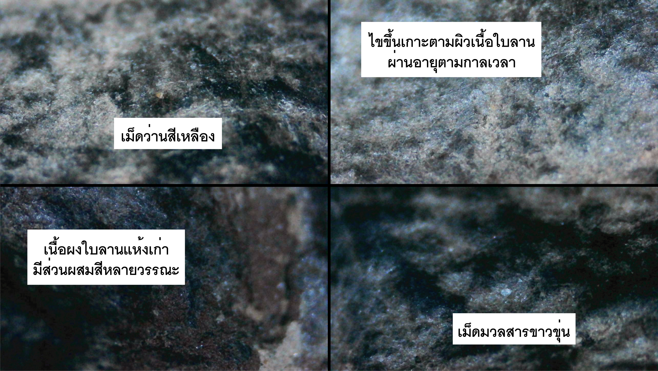 พระรอดพิมพ์เขี้ยวงู เนื้อใบลานผสมว่าน หลวงพ่อกวย วัดโฆสิตาราม ชัยนาท