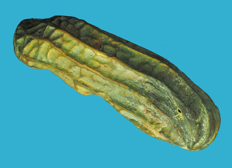 *33350 กริ่งถั่วลิสงทองเหลือง หลวงปู่หนู รุ่นแรก วัดป่าศิริวัฒนา จ.อุดรธานี เนื้อทองเหลือง ดีครบรอบด้าน สร้างน้อย 90