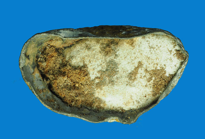 *31941 พระรัตนโกสินทร์ เนื้อชินตะกั่วลงทอง หน้าตักกว้างประมาณ 1.5 นิ้ว 2