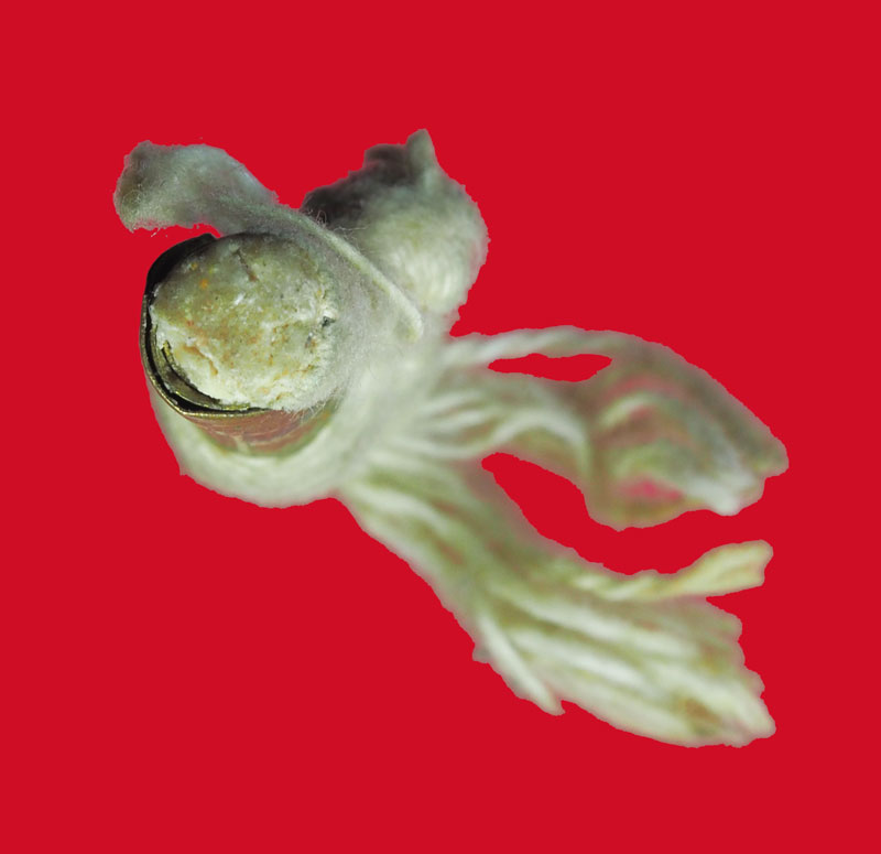 *32000 แผ่นตะกรุดม้วน ไม่ทราบที่และปีสร้าง 12