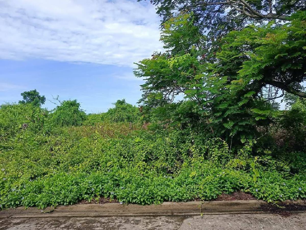 ขายที่ดิน บางปะกง 60 ตรว | ขายที่ดินฉะเชิงเทรา