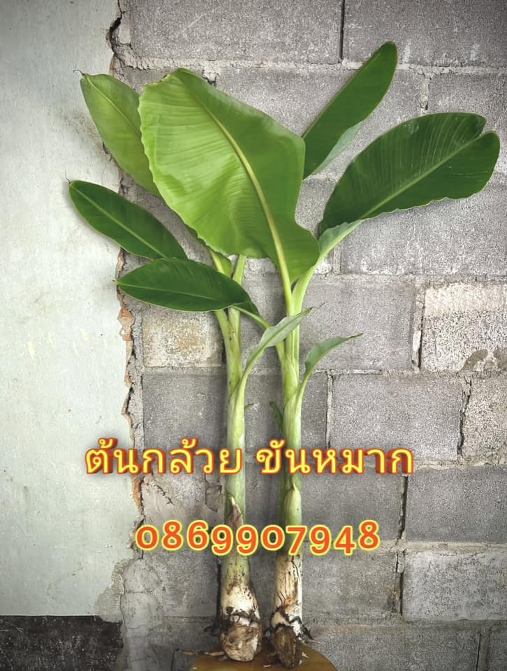 ต้นกล้วยพิธี